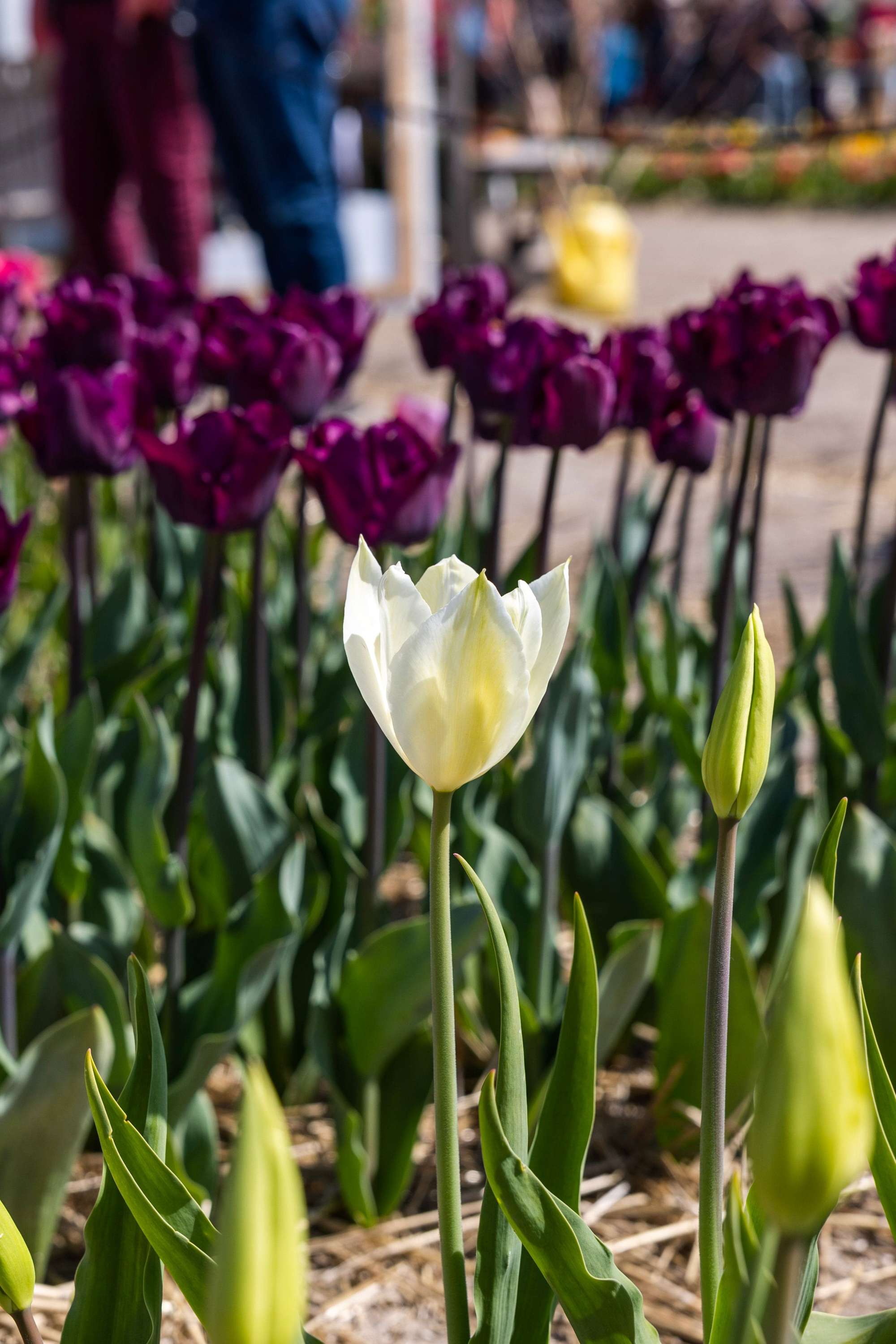 Tulpan 'White Triumphator'